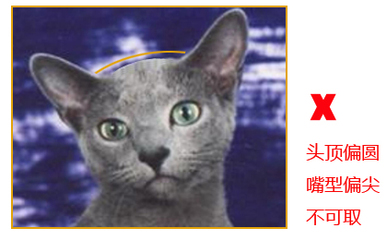 纯种俄罗斯蓝猫品相特点分析