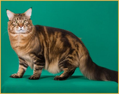 精心喂养缅因猫 世界名宠俱乐部的饮食与饮水指南