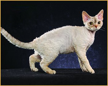 德文卷毛猫常见疾病及应对措施详解篇