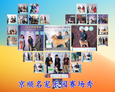 世界名宠俱乐部 待售纯种柴犬幼犬，伴您开启温暖时光